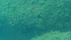 Lutjanus lemniscatus