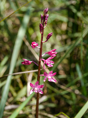 Dipodium punctatum
