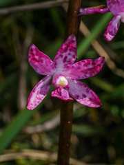 Dipodium punctatum
