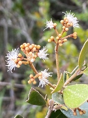 Myrcia