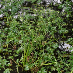 Ranunculus apiifolius