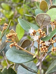 Myrcia