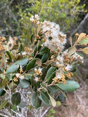Myrcia