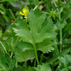 Ranunculus muricatus
