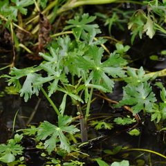 Ranunculus apiifolius