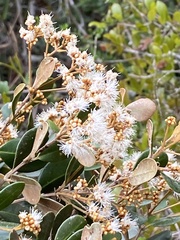 Myrcia
