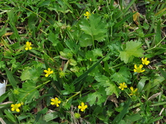 Ranunculus muricatus