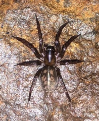 Cybaeidae