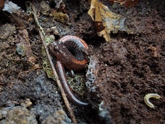 Plethodon angusticlavius