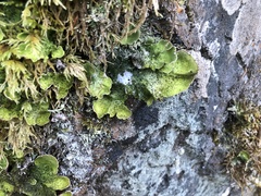 Peltigera britannica