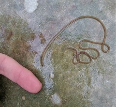 Gordioidea