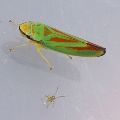 Graphocephala fennahi