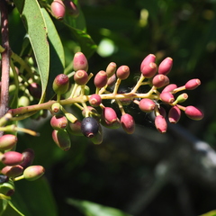 Tripodanthus acutifolius