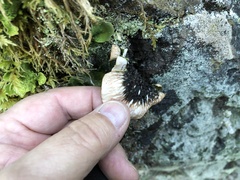 Peltigera britannica