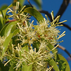 Tripodanthus acutifolius