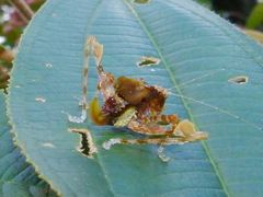 Pycnopalpa bicordata