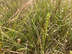 Microtis unifolia