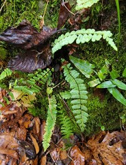 Asplenium resiliens