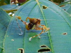 Pycnopalpa bicordata