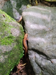 Desmognathus wrighti