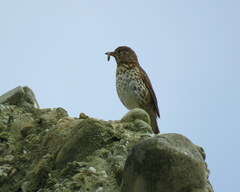Turdus philomelos clarkei