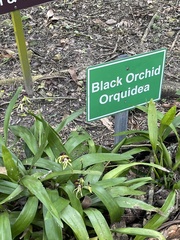 Prosthechea cochleata