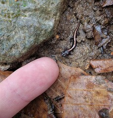 Plethodon angusticlavius