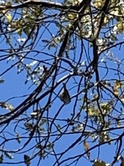 Baeolophus inornatus