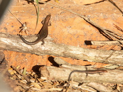 Lampropholis