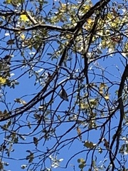 Baeolophus inornatus