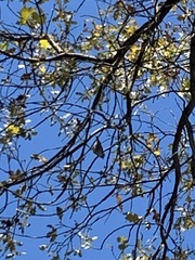 Baeolophus inornatus