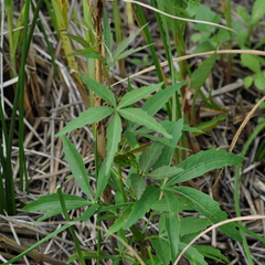 Cissus palmata