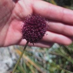 Eryngium sanguisorba