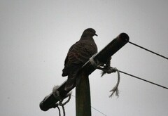 Streptopelia orientalis