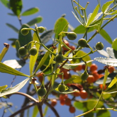 Cissus palmata