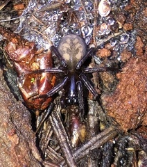 Cybaeidae