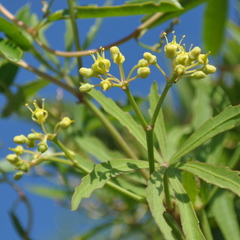 Cissus palmata