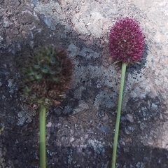 Eryngium sanguisorba
