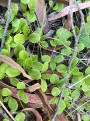 Carduus pycnocephalus