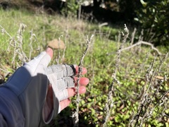 Carduus pycnocephalus