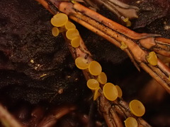 Chloroscypha alutipes