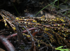 Chloroscypha alutipes