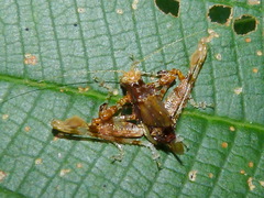 Pycnopalpa bicordata