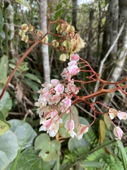 Begonia grisea