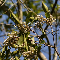 Lithraea brasiliensis