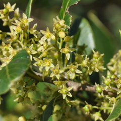 Lithraea brasiliensis