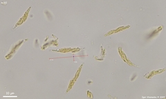 Cytospora