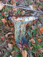 Suillellus amygdalinus