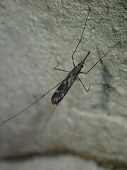 Anopheles punctipennis
