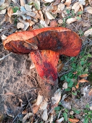 Suillellus amygdalinus